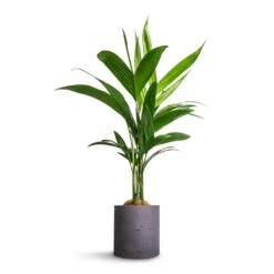 Puk Plant Pot - Black Washed -Plant Supplies Sale Areca catechu Betel Nut Palm 12x50cm Puk Plant Pot Black Washed 15x15cm a04d62b4 ff93 4766 a0e3 59dc96f82342