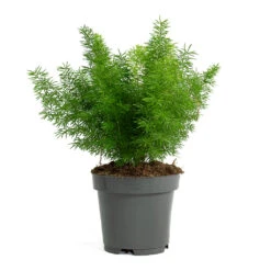Asparagus Densiflorus Myersii - Foxtail Fern -Plant Supplies Sale Asparagus densiflorus Myersii Foxtail Fern 12cm