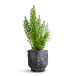 Asparagus Densiflorus Myersii - Foxtail Fern -Plant Supplies Sale Asparagus densiflorus Myersii Foxtail Fern 12x30cm Dave Plant Pot Earth 14x13cm