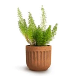 Asparagus Densiflorus Myersii - Foxtail Fern -Plant Supplies Sale Asparagus densiflorus Myersii Foxtail Fern 12x30cm Duncan Plant Pot Rust 17x16cm 04603174 7d1b 435f b9fa f85663a12a4d
