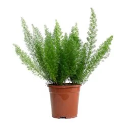 Asparagus Densiflorus Myersii - Foxtail Fern -Plant Supplies Sale Asparagus densiflorus Myersii Foxtail Fern 17cm