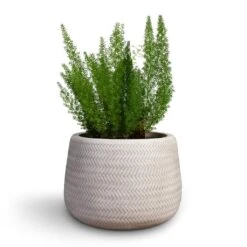 Angle Darcy Plant Pot - White -Plant Supplies Sale Asparagus densiflorus Myersii Foxtail Fern 17x45cm Angle Darcy Plant Pot White 34.5x24cm 2