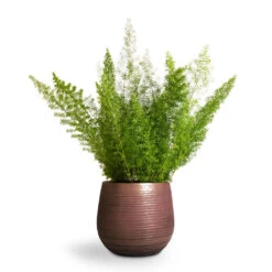 Lydia Plant Pot - Shiny Purple -Plant Supplies Sale Asparagus densiflorus Myersii Foxtail Fern 17x45cm Lydia Plant Pot Shiny Purple 22x20cm