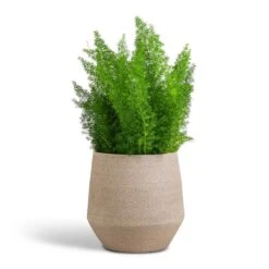 Asparagus Densiflorus Myersii - Foxtail Fern -Plant Supplies Sale Asparagus densiflorus Myersii Foxtail Fern 17x60cm Humus Plant Pot Concrete 20x23cm