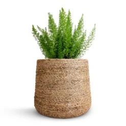 Patt Plant Pot - Straw Grass -Plant Supplies Sale Asparagus densiflorus Myersii Foxtail Fern 17x60cm Patt Plant Pot Straw Grass 25x22cm beac3470 44b8 41b4 8186 ab9051782707