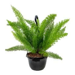 Asparagus Densiflorus Myersii - Foxtail Fern -Plant Supplies Sale Asparagus densiflorus Myersii Foxtail Fern 20cm