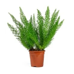 Asparagus Densiflorus Myersii - Foxtail Fern -Plant Supplies Sale Asparagus densiflorus Myersii Foxtail Fern
