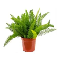 Asparagus Densiflorus Myersii - Foxtail Fern -Plant Supplies Sale Asparagus densiflorus Myersii Foxtail Fern 27cm