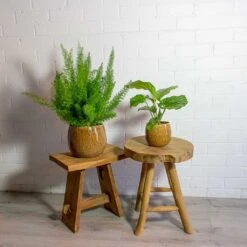 Calathea Orbifolia -Plant Supplies Sale Asparagus densiflorus Myersii Foxtail Fern Calathea orbifolia mischa caramel plant pot 52a57870 73d4 42b8 932c 475e11633e20