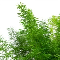 Plant Supplies Sale -Plant Supplies Sale Asparagus densiflorus Myersii Foxtail Fern Close Up