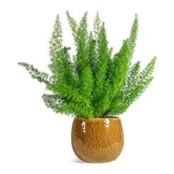Asparagus Densiflorus Myersii - Foxtail Fern -Plant Supplies Sale Asparagus densiflorus Myersii Foxtail Fern Mischa Plant Pot Caramel
