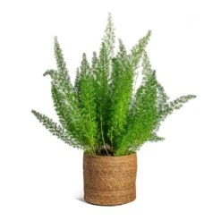 Asparagus Densiflorus Myersii - Foxtail Fern -Plant Supplies Sale Asparagus densiflorus Myersii Foxtail Fern Stef Plant Baskets Set of 5 Camel c8f138dc 7860 445c bb25 cc89124c3d6b
