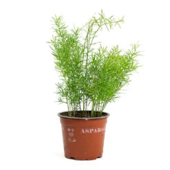 Asparagus Densiflorus Sprengeri - Emerald Feather Fern -Plant Supplies Sale Asparagus densiflorus Sprengeri Emerald Feather Fern 12cm