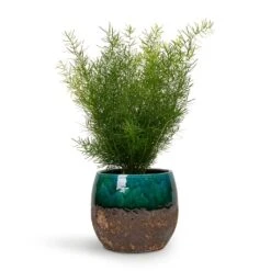 Lindy Plant Pot - Black Green -Plant Supplies Sale Asparagus densiflorus Sprengeri Emerald Feather Fern 12x30cm Lindy Plant Pot Black Green 19x16cm 0a45d4e0 b2e5 41bd b0bc df73db86c54b