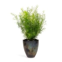 Asparagus Densiflorus Sprengeri - Emerald Feather Fern -Plant Supplies Sale Asparagus densiflorus Sprengeri Emerald Feather Fern 12x30cm Livin Beauty Flowerpot Black Silver Smooth 15x17cm