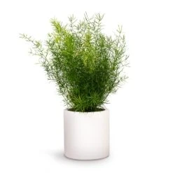 Asparagus Densiflorus Sprengeri - Emerald Feather Fern -Plant Supplies Sale Asparagus densiflorus Sprengeri Emerald Feather Fern 12x30cm Puk Planter Matt White 15x15cm