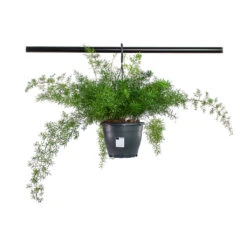 Asparagus Densiflorus Sprengeri - Emerald Feather Fern -Plant Supplies Sale Asparagus densiflorus Sprengeri Emerald Feather Fern 19cm