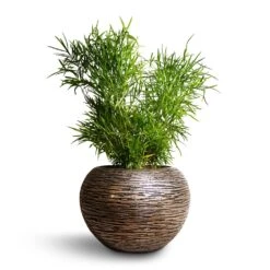 Luxe Lite Wrinkle Globe Planter - Bronze -Plant Supplies Sale Asparagus falcatus Sicklethorn 17x45cm Luxe Lite Wrinkle Globe Planter Bronze 33x24cm 4865951d 32cd 46d4 9b81 105ca6d35390