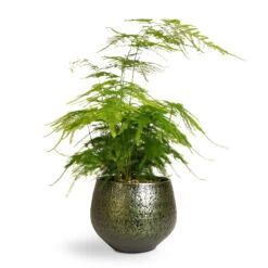 Noor Plant Pot - Velvet Green -Plant Supplies Sale Asparagus setaceus Lace Fern 12x35cm Noor Plant Pot Velvet Green 16x13cm