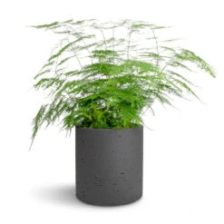 Puk Plant Pot - Black Washed -Plant Supplies Sale Asparagus setaceus Lace Fern 21x50cm Puk Plant Pot Black Washed 25x25cm 0e735bee 66dd 42bb 8f1c dc8b60022cb3