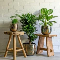 Kian Metal Plant Pots - Set Of 3 - Large - Sky Burn -Plant Supplies Sale Asparagus setaceus Lace Fern Dracaena fragrans Compacta Branched Aglaonema Diamond Bay Chinese Evergreen Kian Metal Plant Pots Set of 3 large Sky Burn