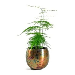 Kian Metal Plant Pots - Set Of 3 - Large - Sky Burn -Plant Supplies Sale Asparagus setaceus Lace Fern Kian Metal Plant Pots Set of 3 Large Sky Burn 5a4f7898 3bd3 467e 8bf2 18f6960f7d26