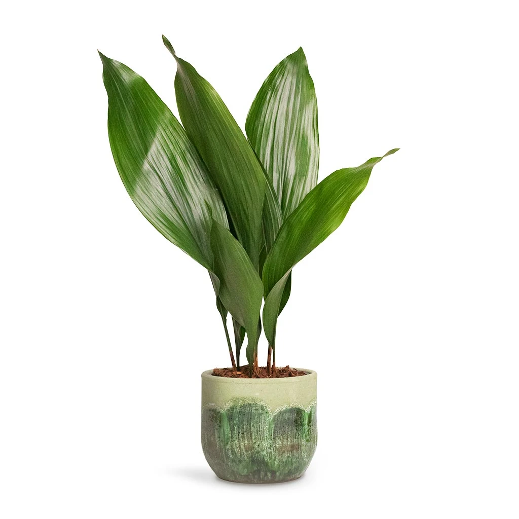 Moon Plant Pot - Jungle 11 Moon Plant Pot - Jungle - Image 11