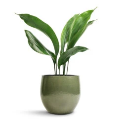 Zembla Plant Pot - Green -Plant Supplies Sale Aspidistra Cast Iron Plant 13x50cm Zembla Plant Pot Green 18x16cm 438fa13c bb40 491d 93ba a5233b4aa1a4