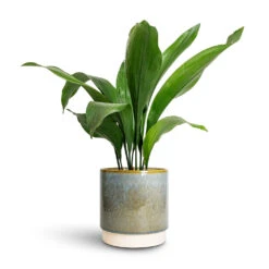 Copenhagen Plant Pot - Aqua -Plant Supplies Sale Aspidistra Cast Iron Plant 15x60cm Copenhagen Plant Pot Aqua 18.5x19.5cm