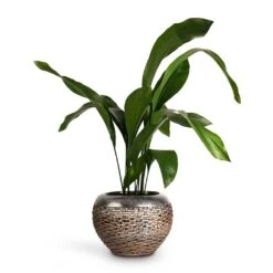 Luxe Lite Layer Globe Planter - Bronze -Plant Supplies Sale Aspidistra Cast Iron Plant 17x80cm Luxe Lite Layer Globe Planter Bronze 28x20cm