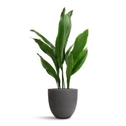 Mini Jesslyn Plant Pot - Black Washed -Plant Supplies Sale Aspidistra Cast Iron Plant 19x80cm Mini Jesslyn Plant Pot Black Washed 25x21cm 2ecd7d84 84e6 4921 8e66 f8a67eb2b295