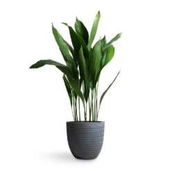 Angle Couple Plant Pot - Grey 7 Angle Couple Plant Pot - Grey -Plant Supplies Sale Aspidistra Cast Iron Plant 24x110cm Angle Couple Plant Pot Grey 30x28cm
