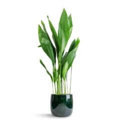 Babet Plant Pot - Pine 11 Babet Plant Pot - Pine -Plant Supplies Sale Aspidistra Cast Iron Plant 24x110cm Babet Plant Pot Pine 27x23cm 7e7a82c5 86b2 41b4 ad1b 469fe876de35