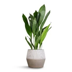 Harley Plant Pot - Ridged White Stripe -Plant Supplies Sale Aspidistra Cast Iron Plant 24x110cm Harley Cement Stone Plant Pot Granite Grey 37x34cm