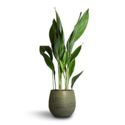 Lydia Plant Pot - Shiny Green -Plant Supplies Sale Aspidistra Cast Iron Plant 24x110cm Lydia Plant Pot Shiny Green 31x28cm