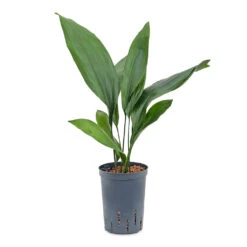 Aspidistra - Cast Iron Plant - HydroCare -Plant Supplies Sale Aspidistra Cast Iron Plant HydroCare 15 19x60cm