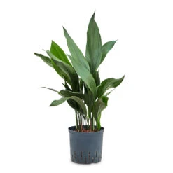 Aspidistra - Cast Iron Plant - HydroCare -Plant Supplies Sale Aspidistra Cast Iron Plant HydroCare 18 19x80cm