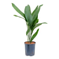 Aspidistra - Cast Iron Plant - HydroCare -Plant Supplies Sale Aspidistra Cast Iron Plant HydroCare 22 19x75cm