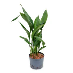 Aspidistra - Cast Iron Plant - HydroCare -Plant Supplies Sale Aspidistra Cast Iron Plant HydroCare 25 19x110cm