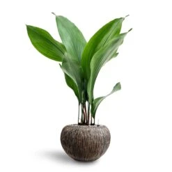 Luxe Lite Waterfall Globe Planter - Bronze -Plant Supplies Sale Aspidistra Cast Iron Plant Hydroculture Luxe Lite Waterfall Globe Planter Bronze
