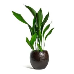 Kae Plant Pot - Mocha -Plant Supplies Sale Aspidistra Cast Iron Plant Kae Plant Pot Mocha 3f386780 9c79 4236 9def 4288bc96eaa8
