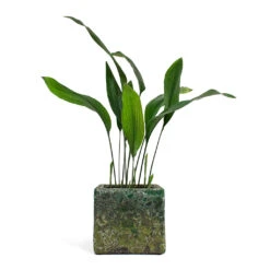 Lava Cube Relic Planter - Jade -Plant Supplies Sale Aspidistra Cast Iron Plant Lava Cube Relic Planter Jade