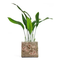 Lava Cube Relic Planter - Pink -Plant Supplies Sale Aspidistra Cast Iron Plant Lava Cube Relic Planter Pink