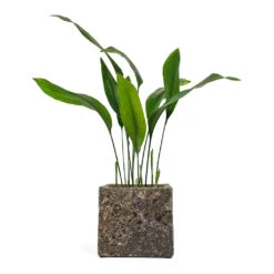 Lava Cube Relic Planter - Rust -Plant Supplies Sale Aspidistra Cast Iron Plant Lava Cube Relic Planter Rust