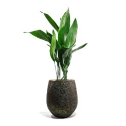 Opus Hit Darcy Planter - Gold -Plant Supplies Sale Aspidistra Cast Iron Plant Opus Hit Darcy Planter Gold