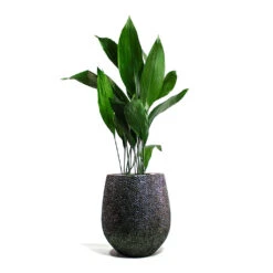 Opus Hit Darcy Planter - Silver 30 Opus Hit Darcy Planter - Silver -Plant Supplies Sale Aspidistra Cast Iron Plant Opus Hit Darcy Planter Silver