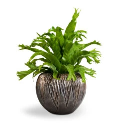 Luxe Lite Comet Globe Planter - Bronze 10 Luxe Lite Comet Globe Planter - Bronze -Plant Supplies Sale Asplenium Crissie Amy Bird s Nest Fern 17x50cm Luxe Lite Comet Globe Planter Bronze 28x20cm 1 c3c2ba0c 6673 47ef bd5b c6dd0f84506b