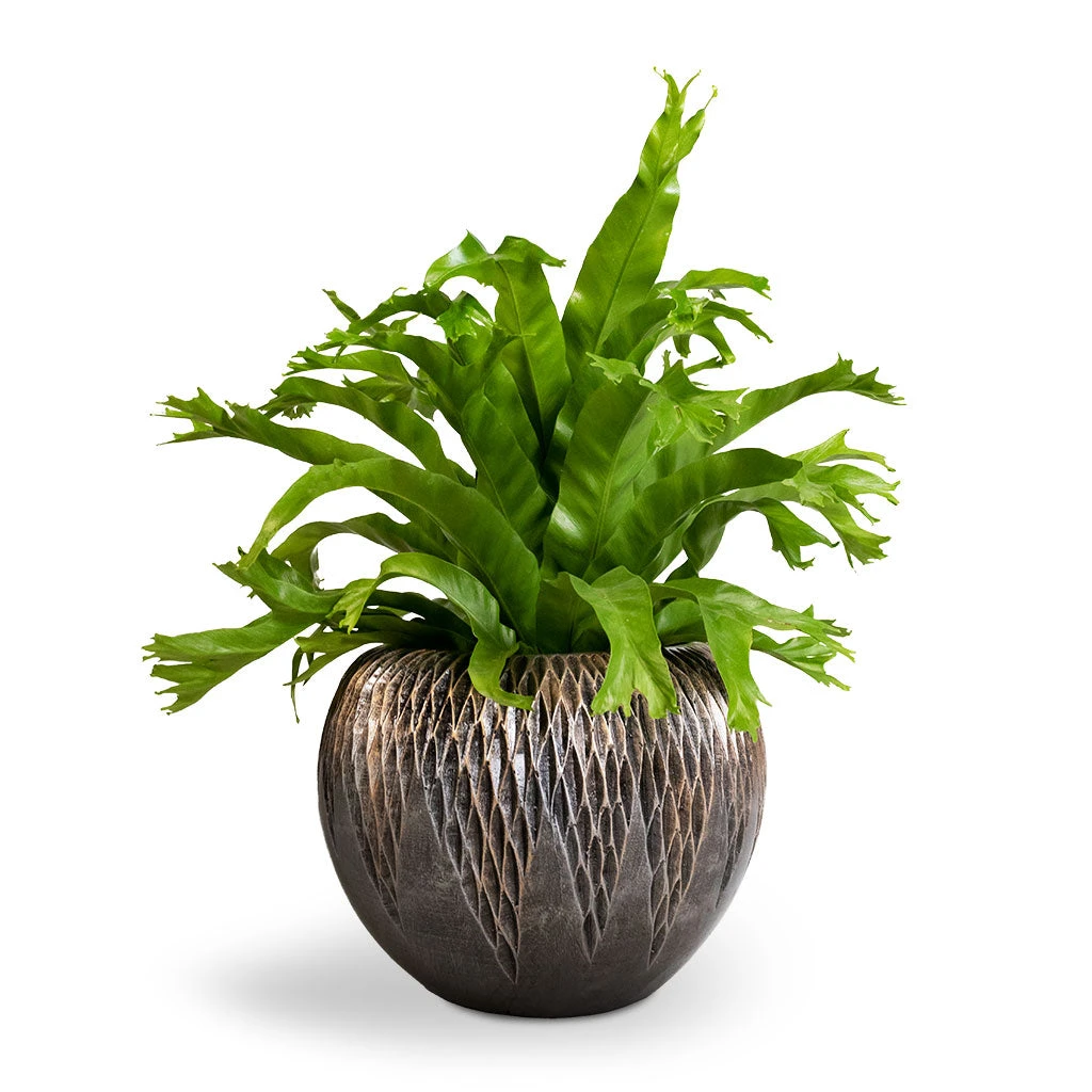 Luxe Lite Comet Globe Planter - Bronze 5 Luxe Lite Comet Globe Planter - Bronze - Image 5