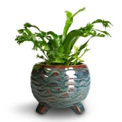 Dewi Plant Pot - Marrakesh 30 Dewi Plant Pot - Marrakesh -Plant Supplies Sale Asplenium CrissieAmy Birds NestFern 21x16cm 3f534381 acfd 4cee bd1b 78142899bd4c