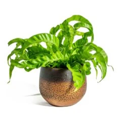 Mya Plant Pot - Shiny Mocha -Plant Supplies Sale Asplenium Hurricane Twisted Bird s Nest Fern Mya Plant Pot Shiny Mocha 15cm